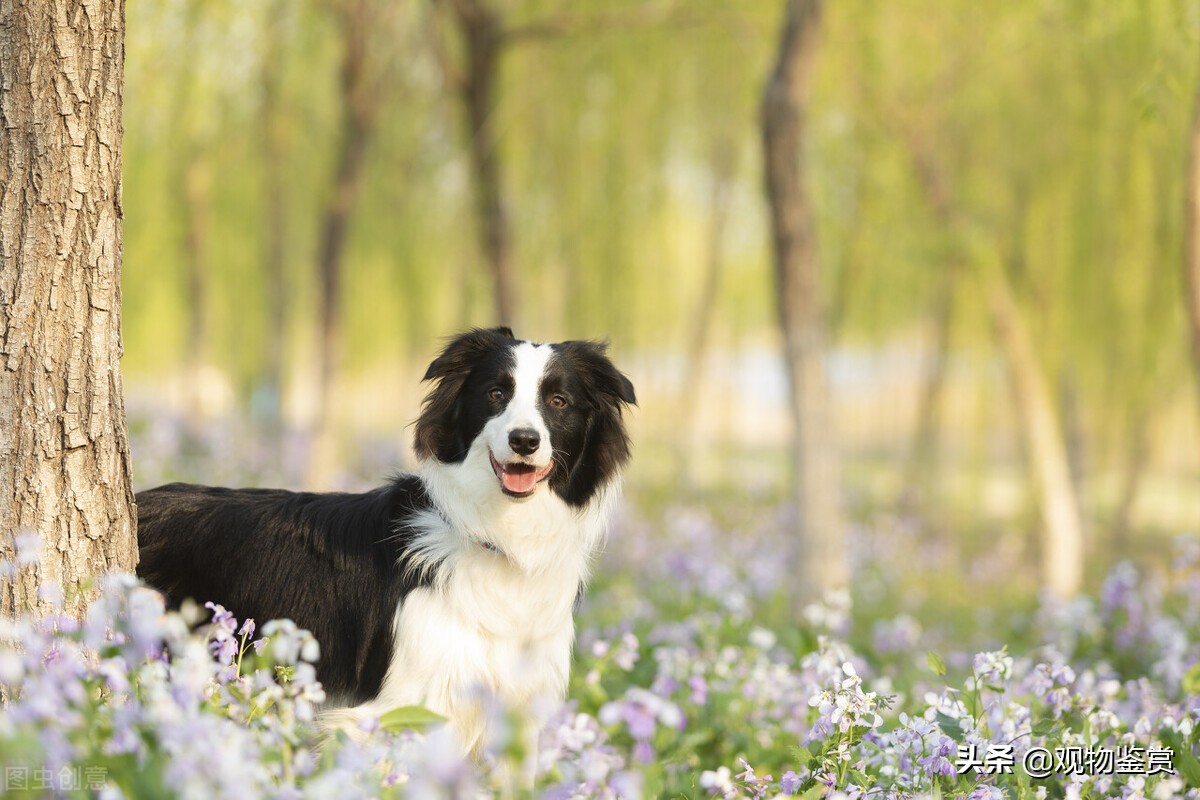 边牧是中型犬还是大型犬（边牧的食量受到什么因素的影响）-第2张图片