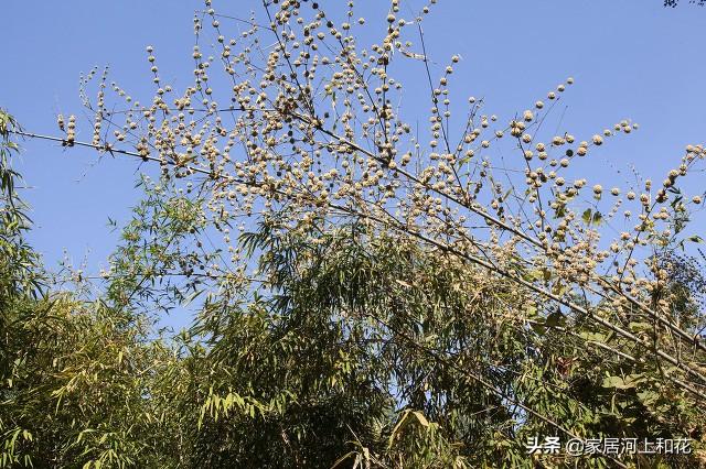 为什么说竹子开花赶紧搬家（竹子开花马上搬家什么意思）-第2张图片