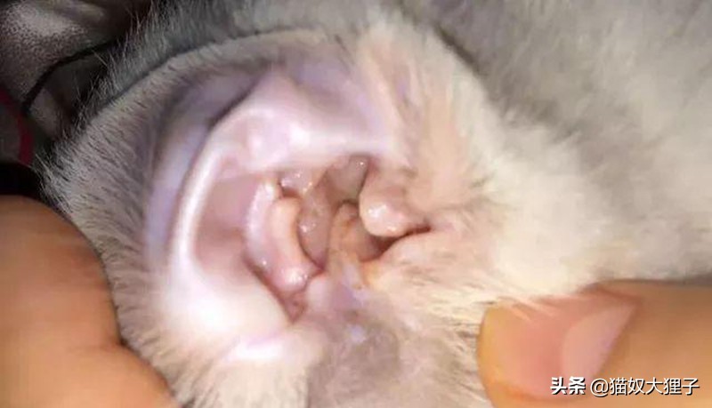 怎么判断猫有耳螨还是耳朵脏（猫耳朵脏和耳螨的区别）-第2张图片