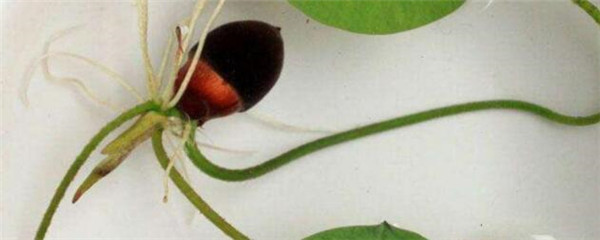 碗莲的种植方法水培(碗莲可以一直水养吗)-第1张图片
