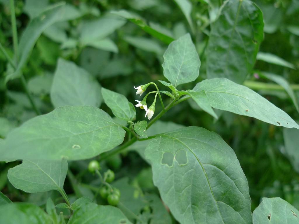 介绍农村十大野菜（农村有哪些常见可以吃的野菜图片）-第4张图片