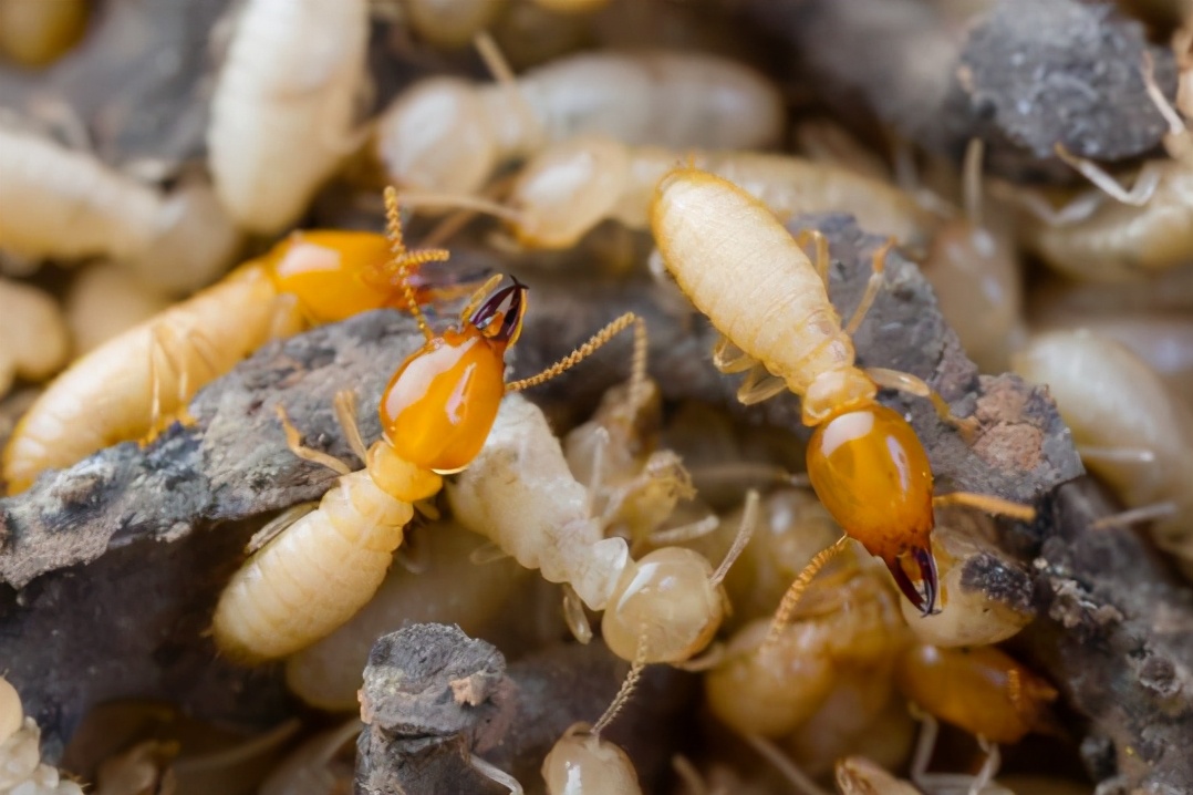 木地板最常见的虫子（家中如果出现白蚁要怎么处理）-第1张图片