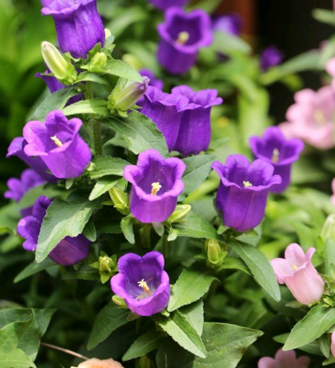 常见紫色的花有哪些（紫色花朵的花名都叫什么名字）-第30张图片