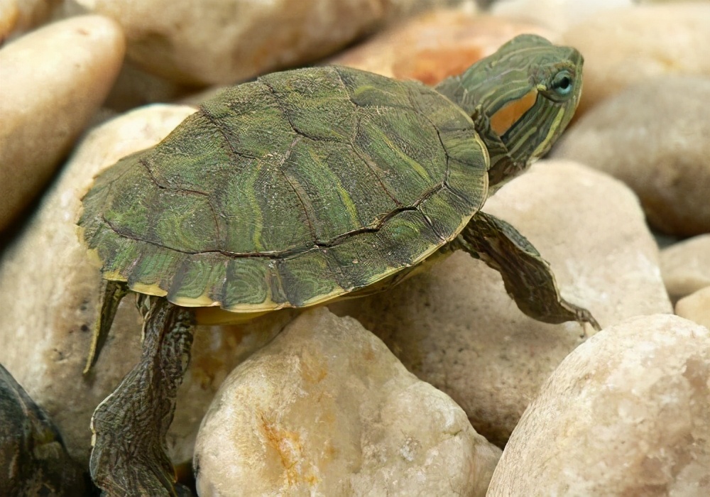 巴西红耳龟的简介（巴西红耳龟在我国属于入侵物种吗）-第2张图片