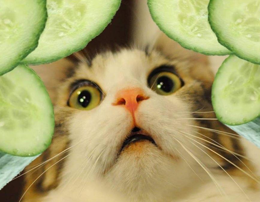 猫最爱吃的10种蔬菜水果（猫咪可以吃的蔬果有哪些）-第3张图片