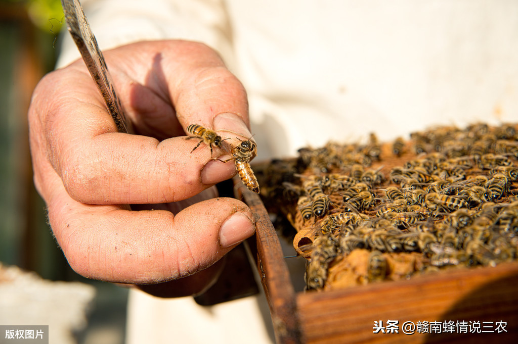蜜蜂能活多久（工蜂是什么蜜蜂，最长可以活多长时间）-第3张图片