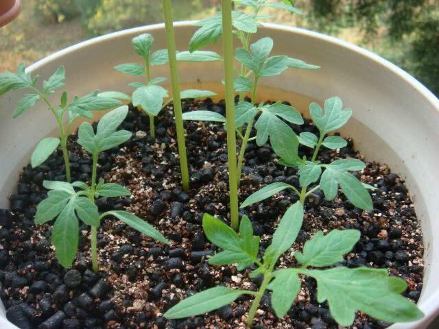 盆栽小番茄的种植方法(盆栽小番茄的种植方法和管理)-第3张图片