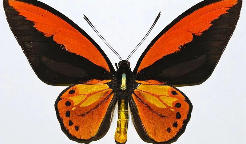 世界上最大的蝴蝶（亚历山大巨凤蝶是最大的蝴蝶吗）-第6张图片
