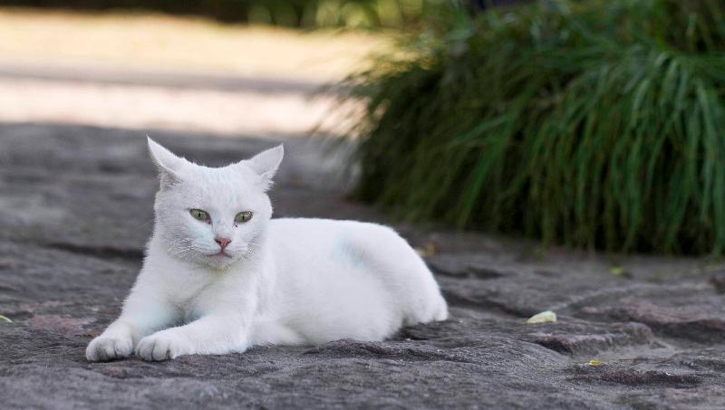 纯白的猫一般人养不了（家里养纯白的猫是不是不吉祥）-第5张图片