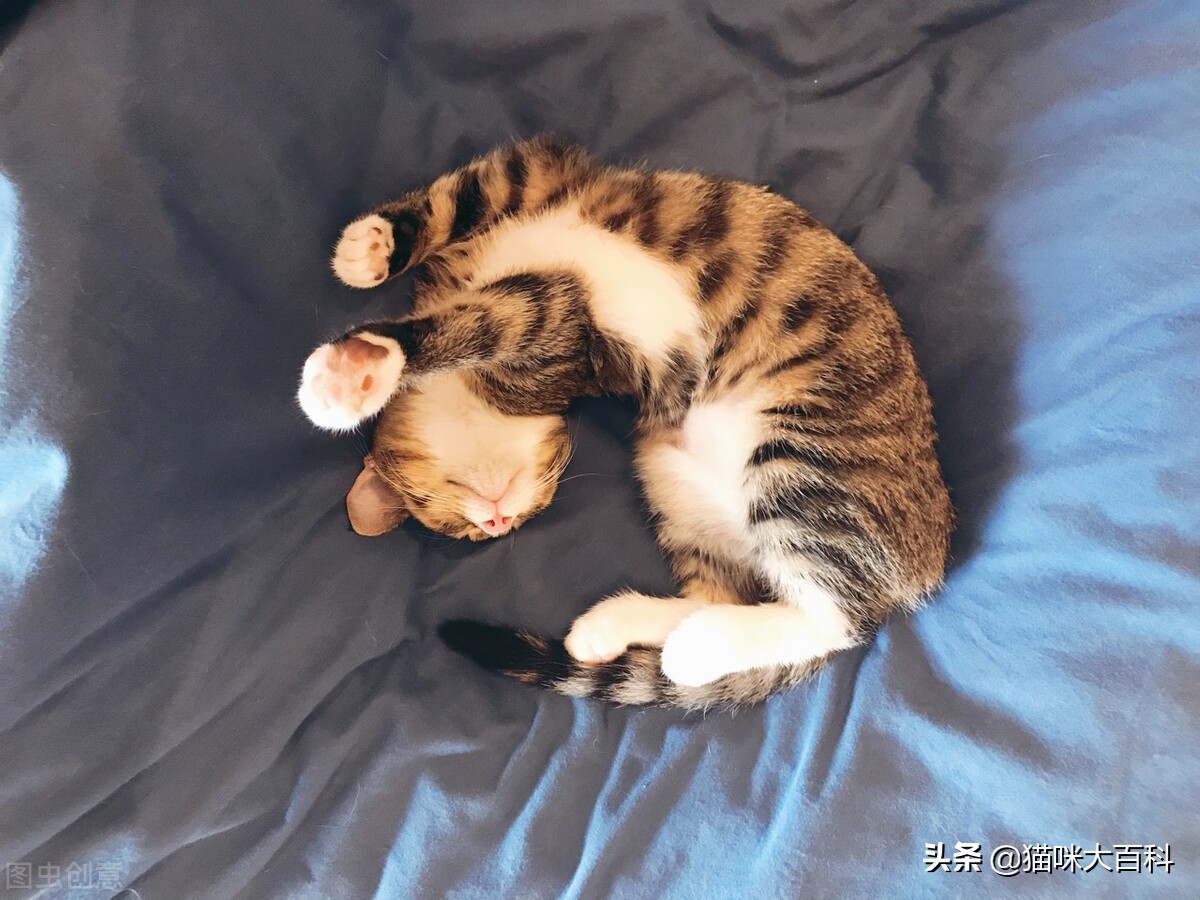 虎斑猫的市场价格是多少-第3张图片