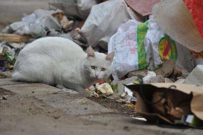 怎么处理拉尿的猫砂-第2张图片