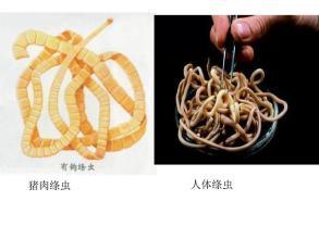 无性繁殖的动物有哪些(世界十大无性繁殖动物)-第7张图片 无性繁殖的动物有哪些(世界十大无性繁殖动物)-第7张图片