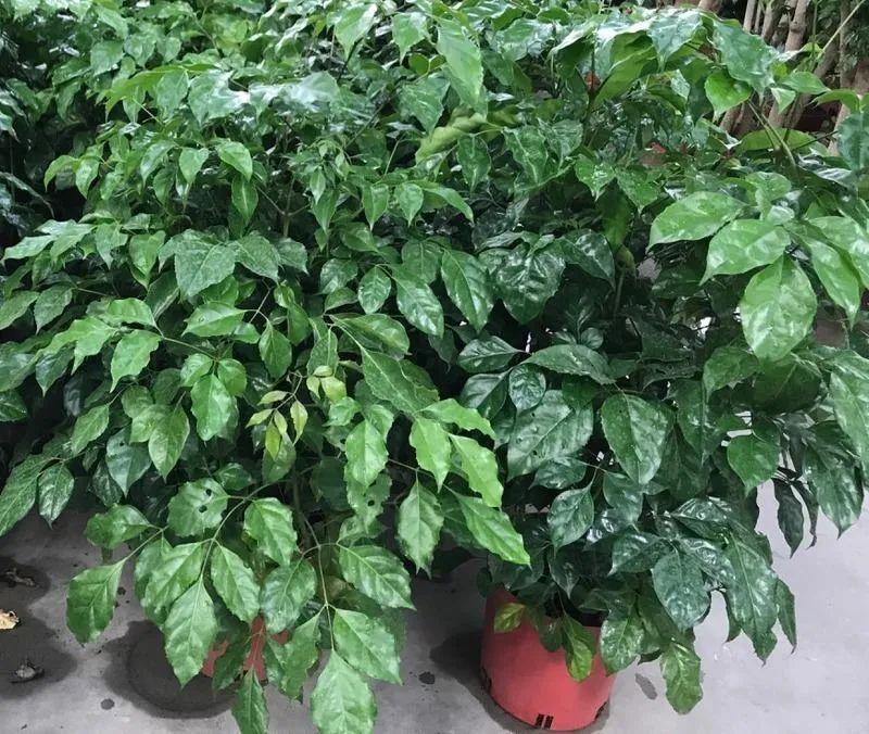 幸福树新芽发黑枯萎-第3张图片 幸福树新芽发黑枯萎-第3张图片