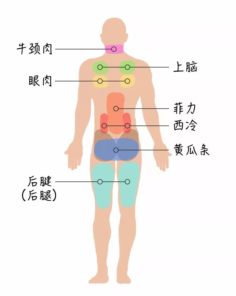 牛腩是牛身上的哪个部位图片,牛身上108个部位名称-第5张图片