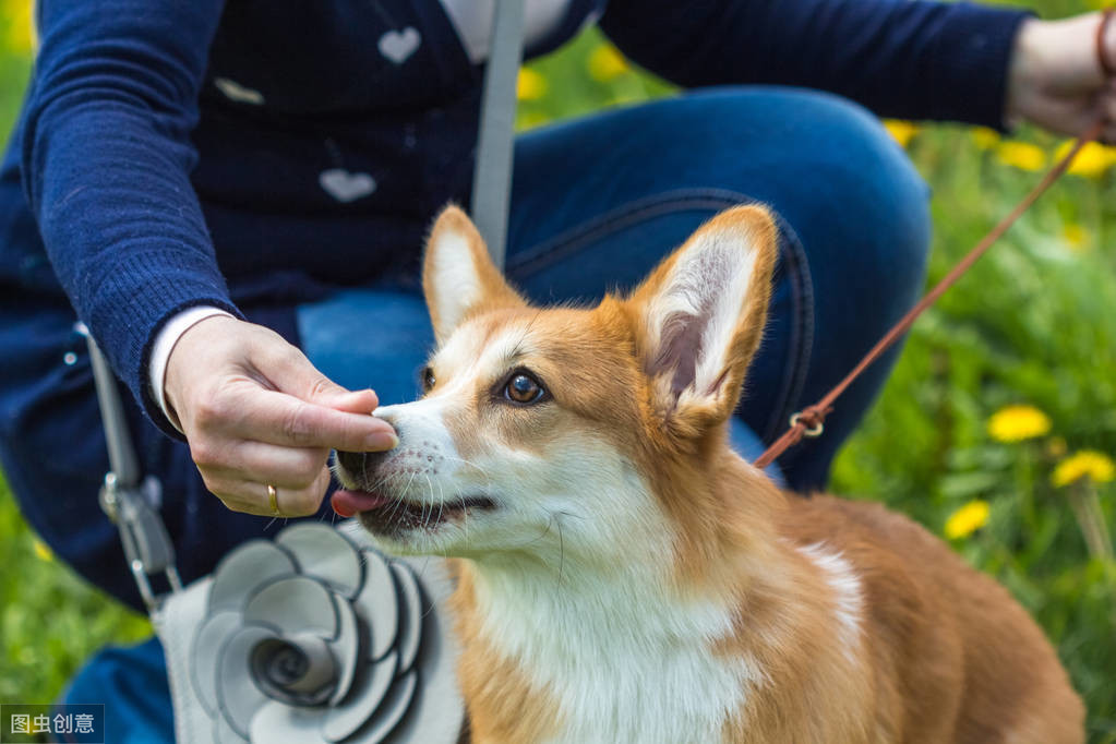 柯基怎么训练的听话懂事（柯基犬不听话教育这三点要注意）-第4张图片