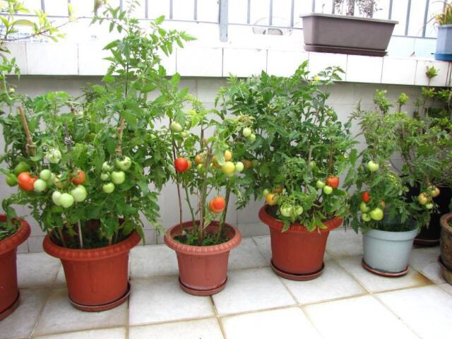 盆栽小番茄的种植方法(盆栽小番茄的种植方法和管理)-第1张图片