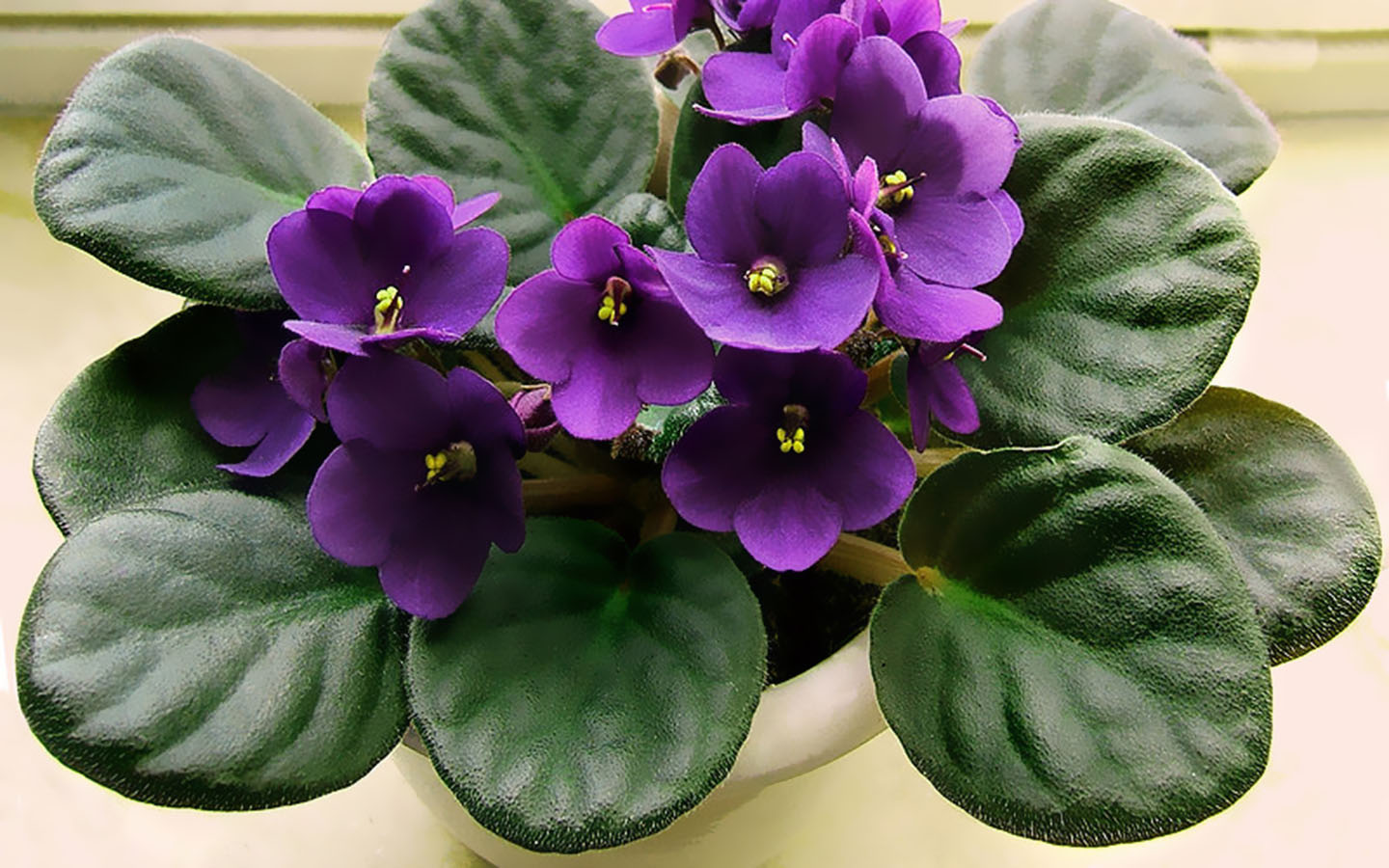 常见紫色的花有哪些（紫色花朵的花名都叫什么名字）-第20张图片