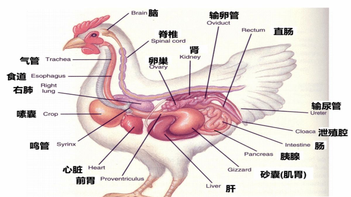 蜈蚣最害怕什么动物（五毒之一的蜈蚣为何会怕公鸡）-第9张图片