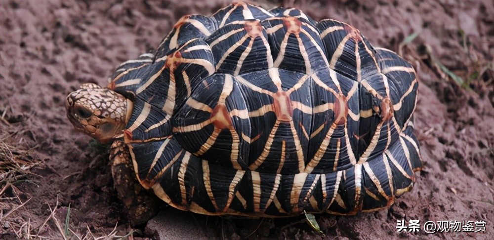 中国允许养哪些陆龟品种（国内为什么不允许饲养陆龟）-第4张图片