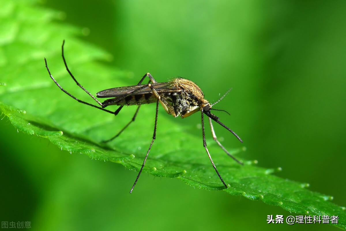 为什么蚊子不灭绝（不能把蚊子全部灭绝的真实原因）-第2张图片