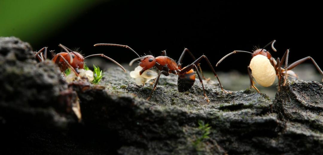蚂蚁的外形特点和生活特征（蚂蚁长相习性和生活环境介绍）-第10张图片