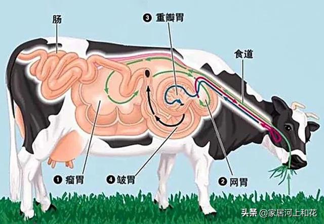 美国人养牛在牛身上开洞是真的吗（牛场在牛身上开一个洞）-第4张图片