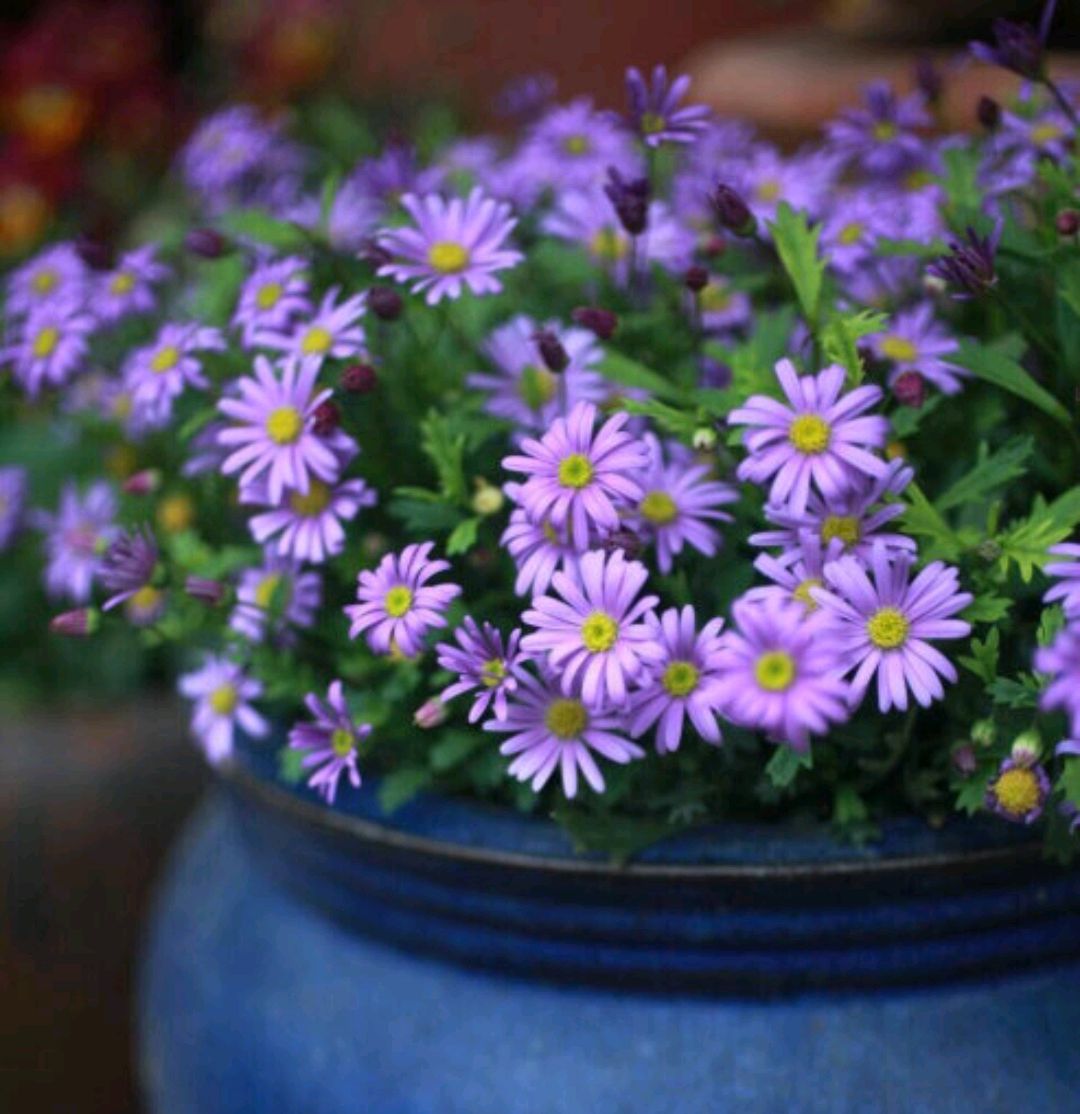常见紫色的花有哪些（紫色花朵的花名都叫什么名字）-第45张图片