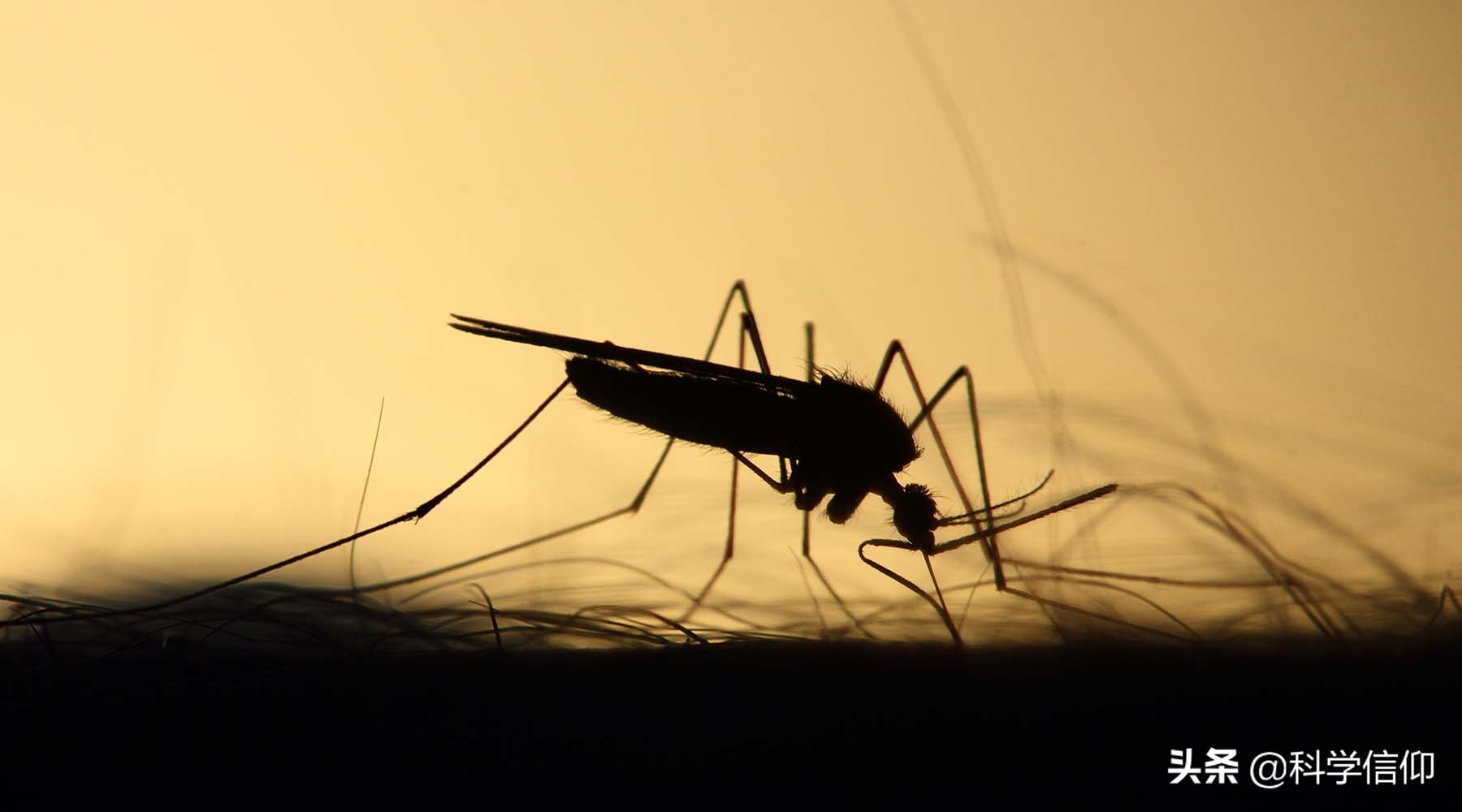 人类为什么不灭绝蚊子（蚊子灭绝了有什么影响）-第1张图片