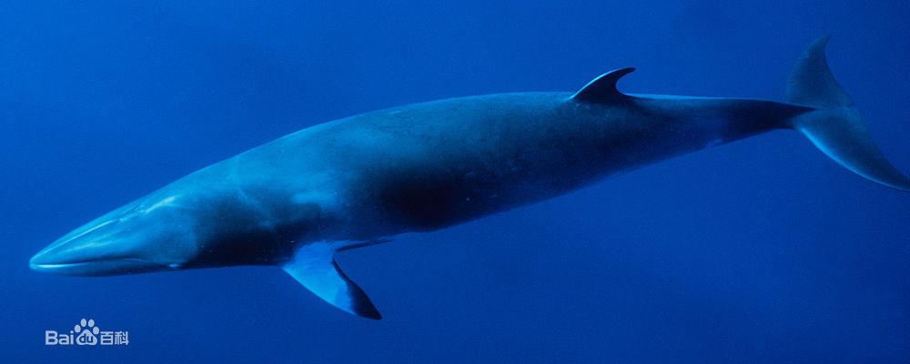 鲸鱼是什么动物,鲸鱼动物百科-第8张图片