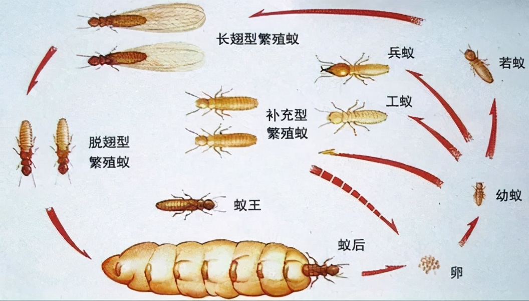 木地板最常见的虫子（家中如果出现白蚁要怎么处理）-第4张图片