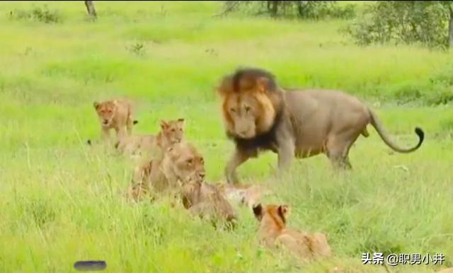雄狮如何对待自己女儿（狮群中狮王如何处理与女儿关系）-第2张图片