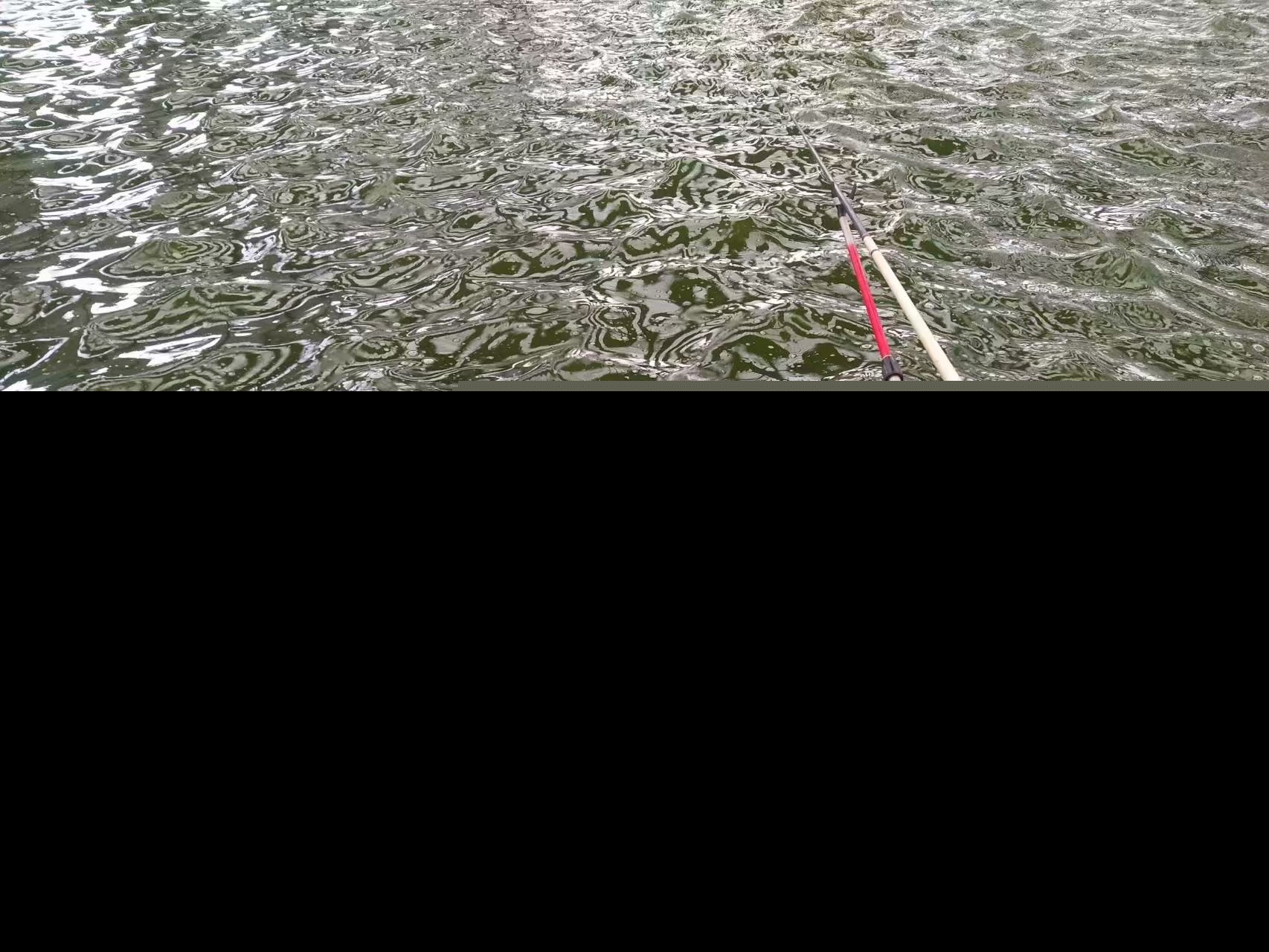 钓鱼为什么禁止用红虫活饵（黑坑禁止用红虫钓鱼的原因）-第2张图片