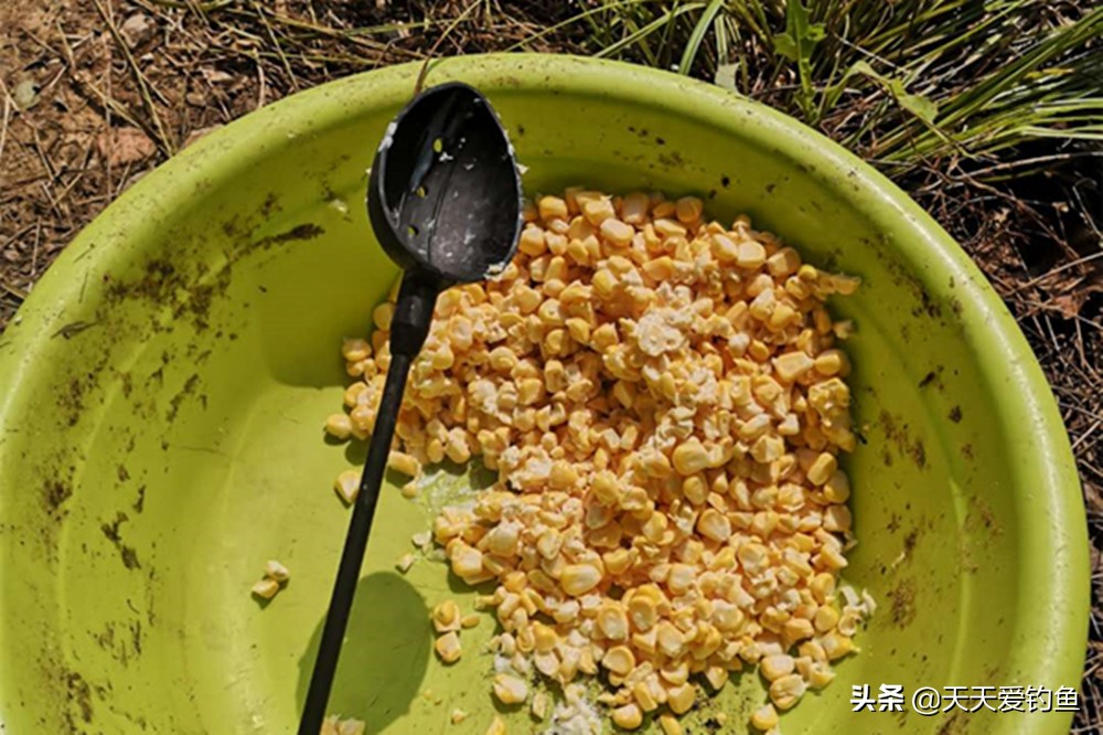 野钓玉米饵料制作方法及配方（制作鲜嫩玉米饵料的三种方法）-第4张图片