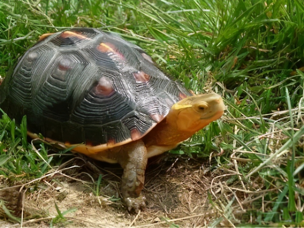 巴西红耳龟的简介（巴西红耳龟在我国属于入侵物种吗）-第10张图片