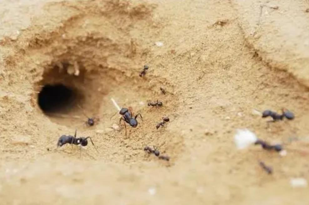 蚂蚁的外形特点和生活特征（蚂蚁长相习性和生活环境介绍）-第8张图片
