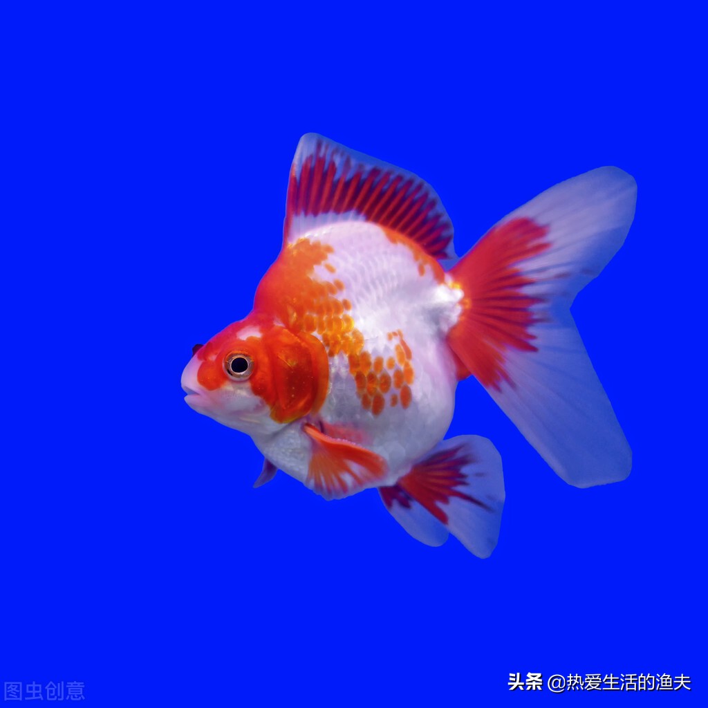 金鱼水多久换一次养活（小金鱼金鱼换水频率可以天天换吗）-第4张图片