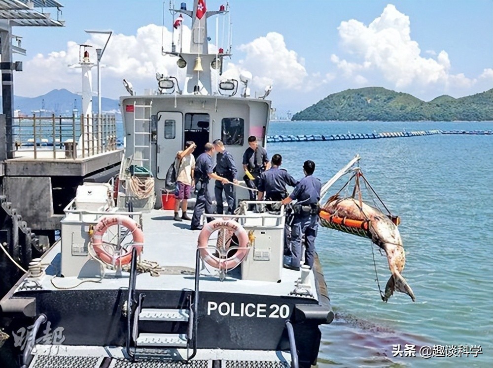 中国抹香鲸搁浅事件案例（抹香鲸为什么会被搁浅死亡）-第6张图片