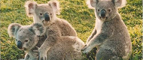 澳大利亚的国宝是什么动物（令人惊奇的澳大利亚动物）-第7张图片