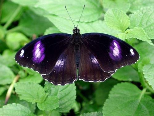 蝴蝶是昆虫吗（关于蝴蝶属于什么科目动物的知识介绍）-第9张图片