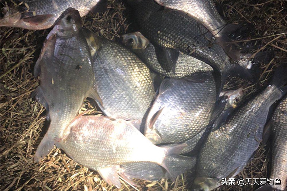 夏天夜钓深水还是浅水（钓夜鱼钓深还是浅夜钓的技巧）-第1张图片