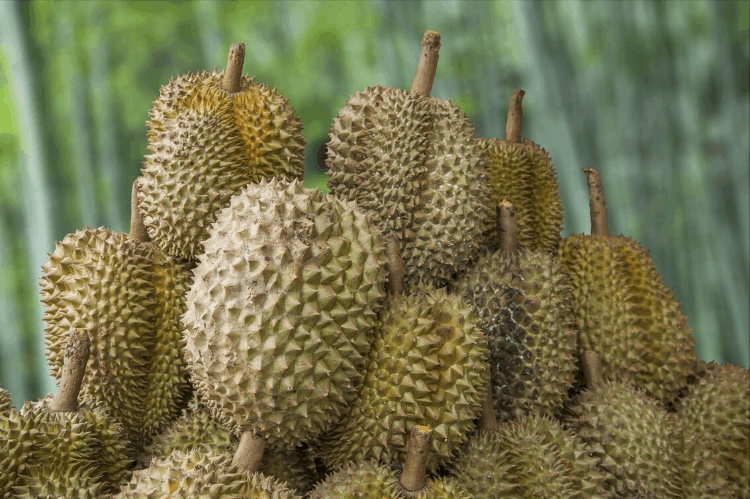 榴莲怎么挑(教你6招，挑出来的榴莲皮又薄又甜)-第7张图片