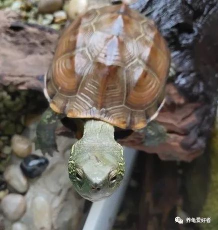 宠物乌龟认主人吗（乌龟到底能不能记住自己的主人）-第3张图片