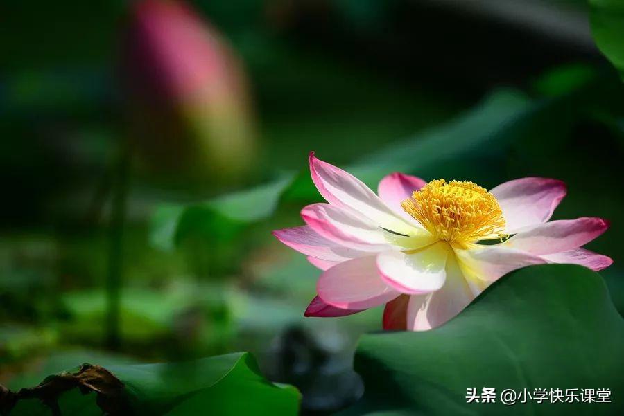 赞美夏天的诗句,夏天十大绝美句子-第1张图片 赞美夏天的诗句,夏天十大绝美句子-第1张图片