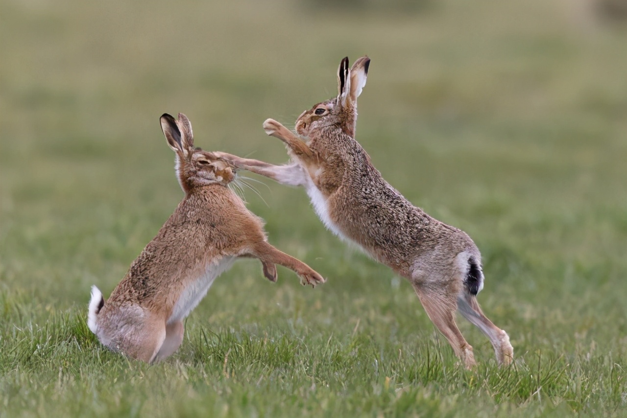 兔子多长时间才能生一窝（一般兔子多大就可以繁殖了）-第5张图片