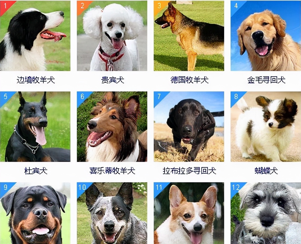 世界犬种智商排行（世界上智商最高的八种狗狗排名）-第1张图片