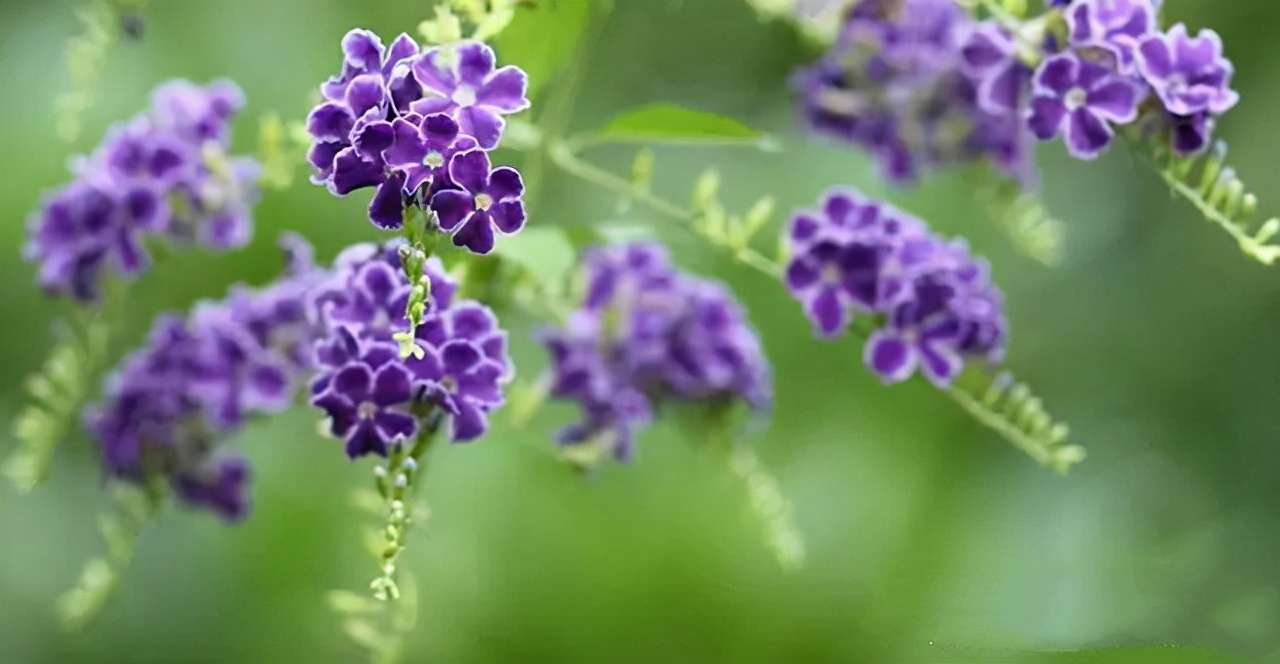 常见紫色的花有哪些（紫色花朵的花名都叫什么名字）-第10张图片