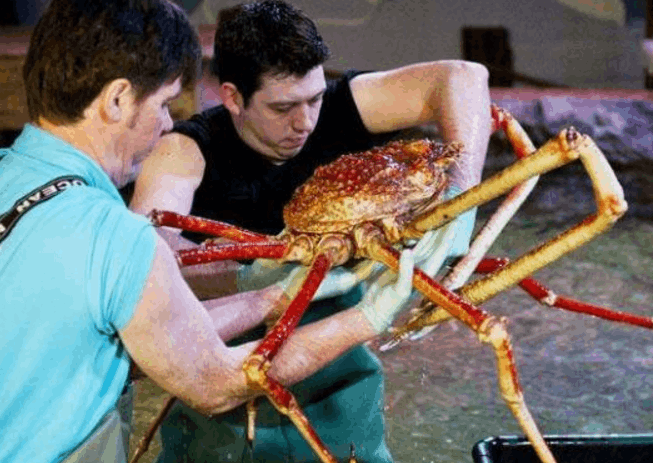 世界上最大的螃蟹(是什么蟹有多大)-第4张图片