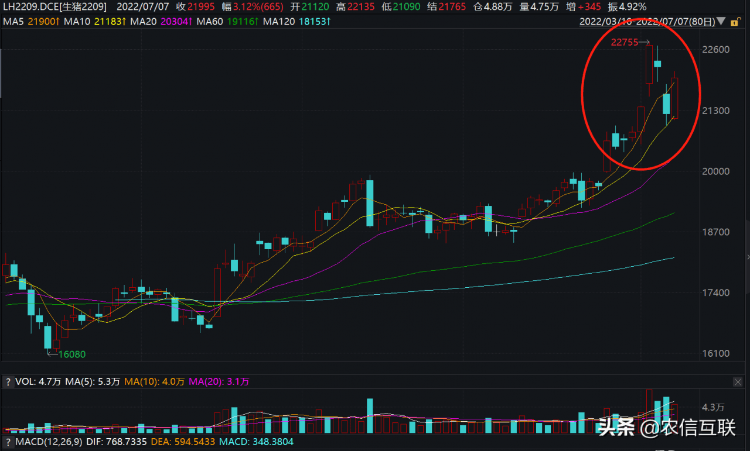 猪价多少钱有利润，今日猪价涨势-第5张图片