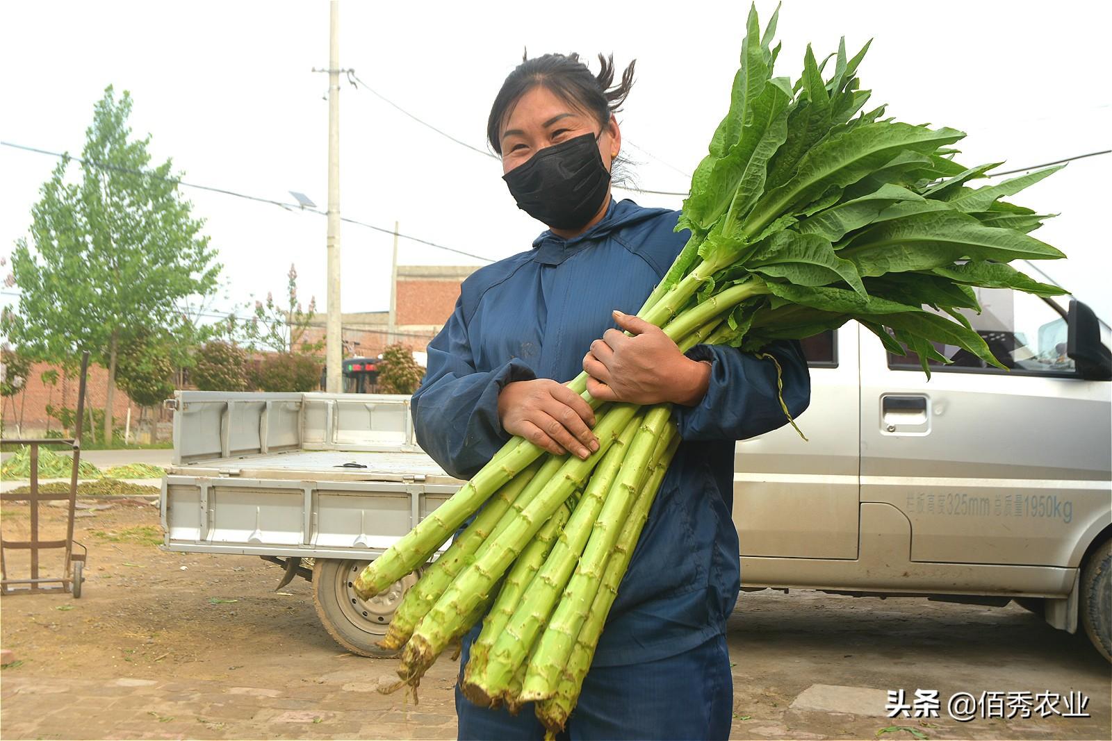 贡菜是什么菜是不是莴笋(贡菜是什么莴笋做的)-第7张图片