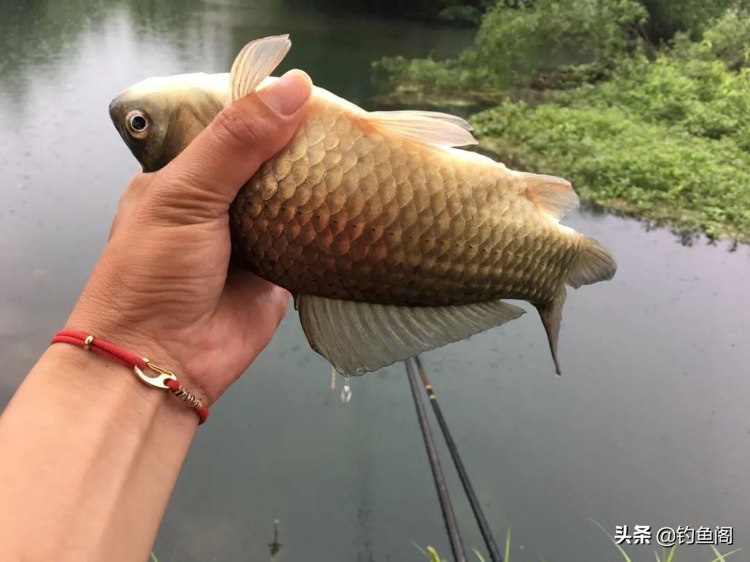 夏天钓鱼用什么味型的饵料（夏季小鱼喜欢什么味道的饵料）-第4张图片